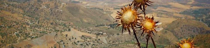 Your path - brand, compounded, or oral GLP-1 options